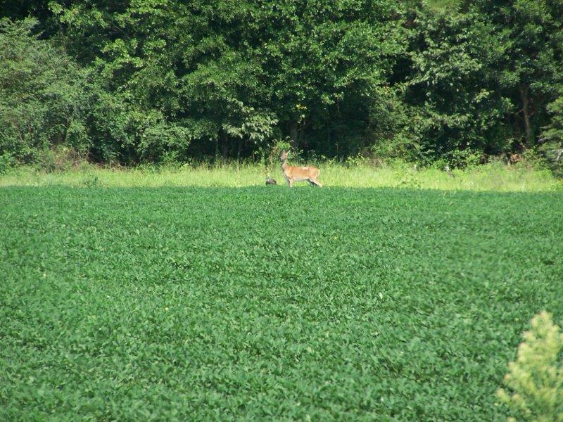 Turkey and deer in field
